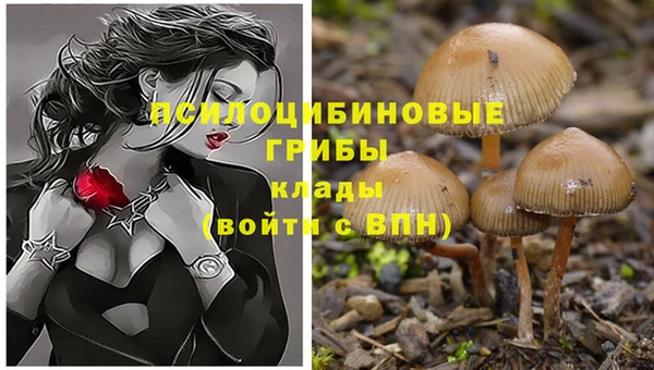 прущие грибы Горно-Алтайск